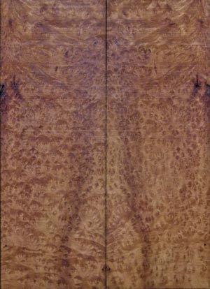 madrone M1